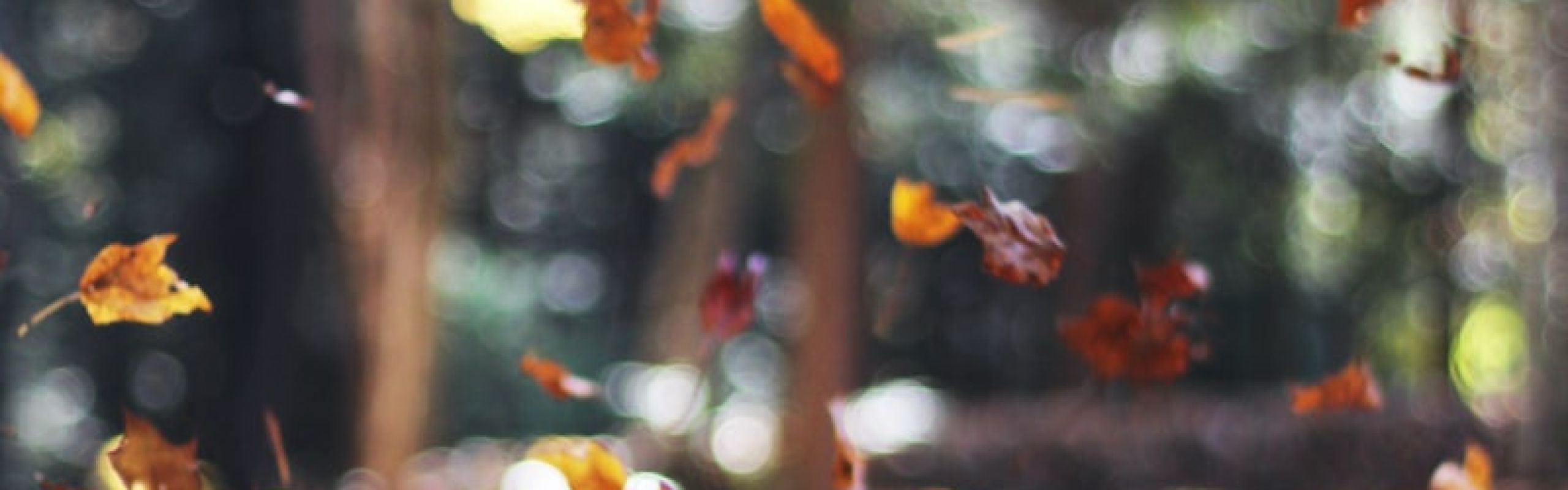 selective focus photography of orange and brown falling maple leaves