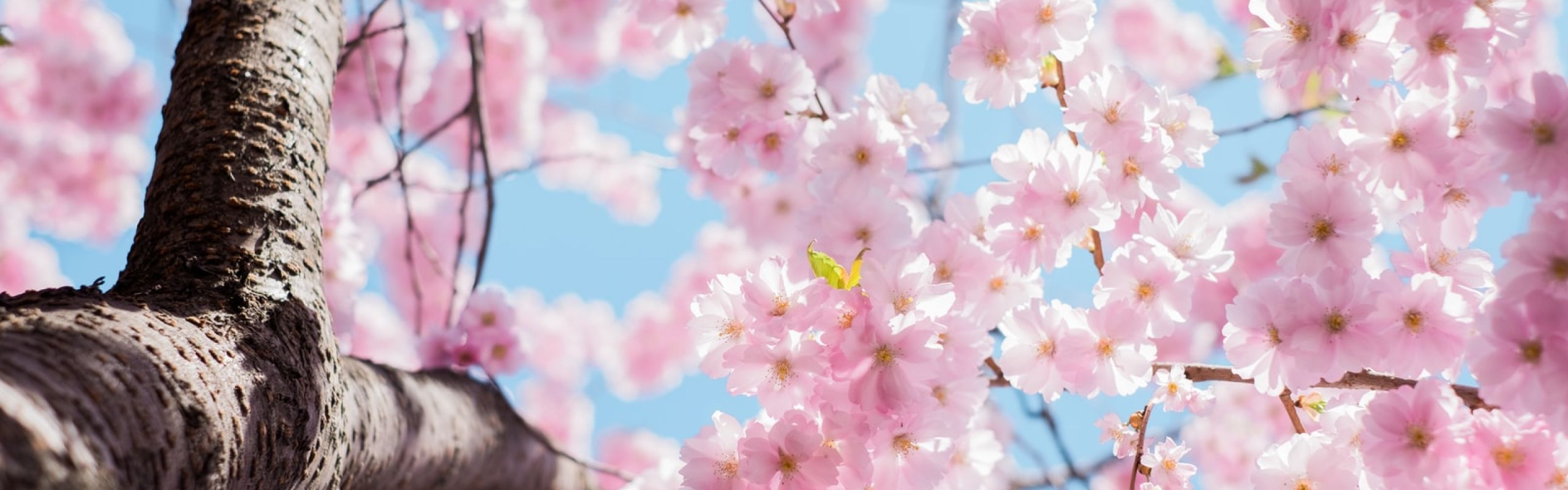 low angle photo of cherry blossoms tree