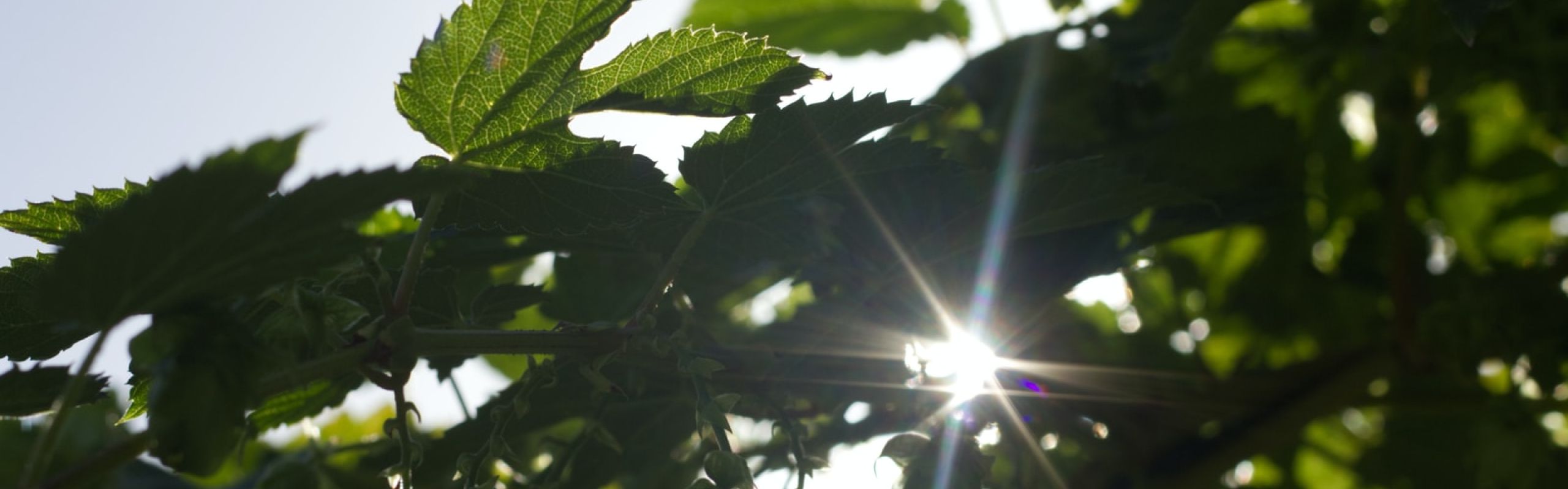 green leaves under blue sky during daytime