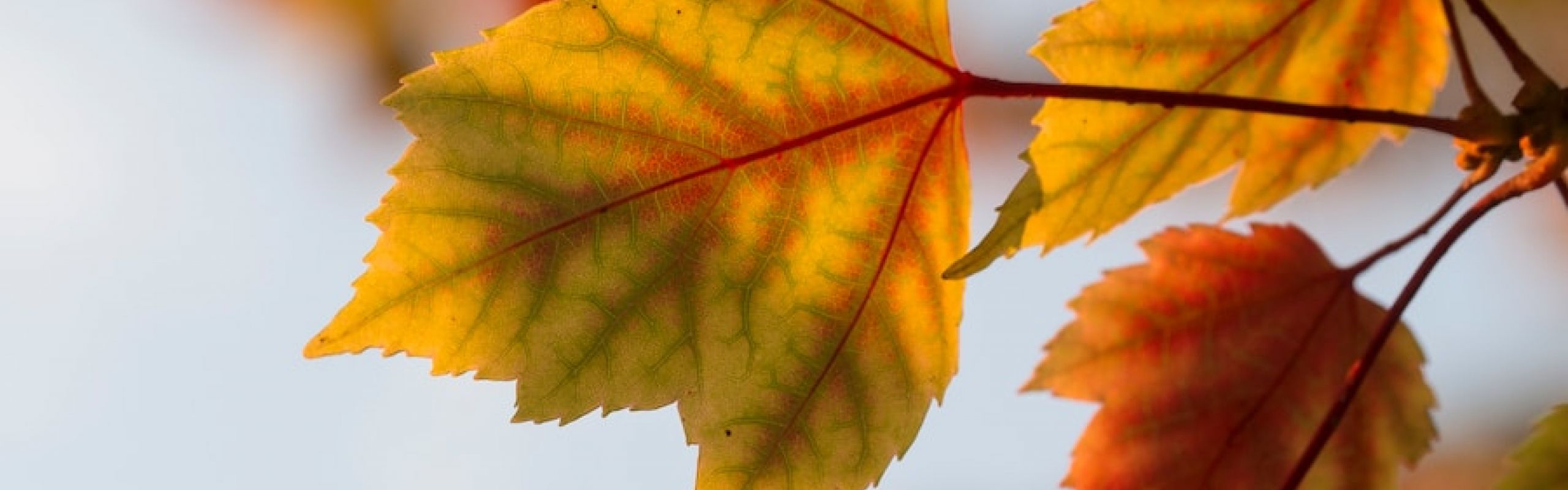 selective focus photography of orange leaves